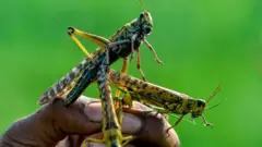 পঙ্গপাল তাদের যাত্রা পথে খাওয়ার উপযোগী সব ধরণের ফসল, গাছপালা ধ্বংস করে দিয়ে যায়
