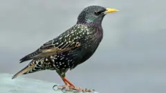 Estornino