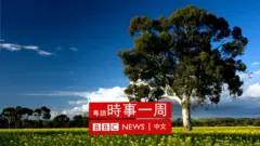 澳洲植物
