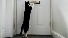Zebi