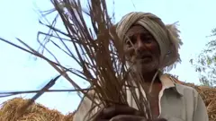 ઘાસ