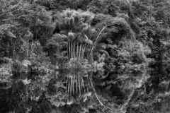 imagem da exposição 'Amazônia' na Filarmônica de Paris