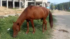 সাধারণত কক্সবাজারে ঘুরতে যাওয়া পর্যটকরা ঘোড়ার পিঠে চড়ে সমুদ্র সৈকতে কিছুটা ঘোরাঘুরি করেন বা ছবি তোলেন।
