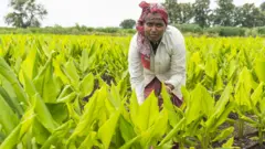 விவசாயி (கோபுப் படம்)