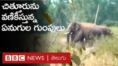 ఏనుగుల గుంపు