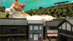 ஜப்பான்: பூனைகளும் ரயில் பொம்மைகளும் காப்பாற்றிய உணவகம்!