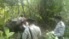 တောဆင်ရိုင်းကို အရေခွံ့ခွာ၊ နှာမောင်းဖြတ်ယူသွားတာ ဘိတ်နဲ့ ကော့သောင်းခရိုင်မှာ ၅နှစ်အတွင်း ပထမ ဆုံးပဲ၊ သတ်ခံရတာမဟုတ်ပဲ သူ့သဘာဝအလျောက်သေတာတွေကတော့ ၄ကောင်လောက်ပဲရှိတယ်