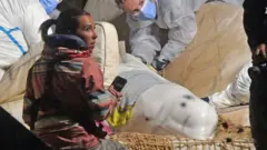Ballena beluga tras el rescate.