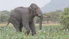 අග්බෝට අද දුන්නේ පරිත්‍යාගයක් ලෙස ලැබුණු බෙහෙත්'