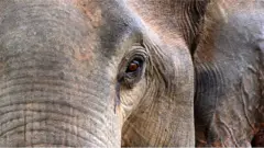 Elephants in Sri Lanka