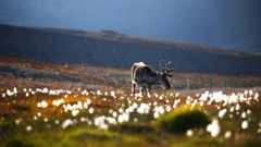 svalbard
