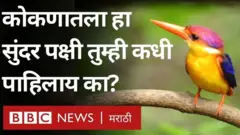 तिबोटी खंड्यानं सर्वांनाच भुरळ पाडली आहे. पण या पक्ष्याचा अधिवास सध्या संकटात आहे.