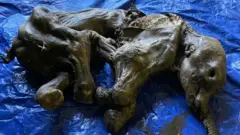 صغير الماموث الذي عثر عليه في كندا
