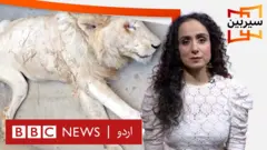 کبھی کسی ہاتھی کی سر پٹکتے ہوئے فُٹیج تو کبھی ایک نایاب شیر کے مر جانے کی خبریں۔ اگر جانوروں کا خیال نہیں رکھ سکتے تو کیا پاکستان میں زوز ہونے بھی چاہئیں؟