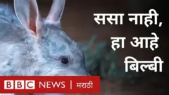 बिल्बी प्राणी ऑस्ट्रेलियात आढळतो.