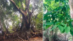 කෲඩියා සිලනිකා