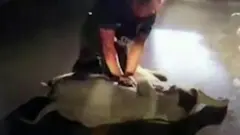 Tayland'da motorsiklet çarpan yavru fil kalp masajı ile yaşama döndü