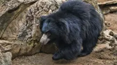 bear,වලසා