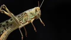 તીડ