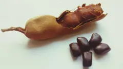 তেঁতুল