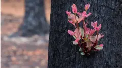 কিছু গাছে নতুন পাতা গজাতে শুরু করেছে।