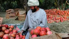 د کندهار یو بڼوال