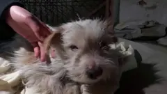 corona virus china pet