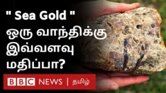 ஸ்பேர்ம் திமிங்கலத்தின் வாந்திக்கு இத்தனை மதிப்பா? இந்த அம்பர்கிரிஸ் என்கிற வாந்தியை வைத்து என்ன செய்வார்கள்?