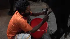 পশু খাদ্য