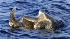 කොළඹ, ගෝල්ෆේස් ඇවිත් ඉතිහාසයට එක්වන කැස්බෑවෝ