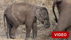 கோவை: தாய் இறந்துவிட்டதால் வேறொரு யானை கூட்டத்தோடு சேர போராடும் குட்டி யானை