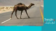 وفاة 5 شبان بسبب جمل تثير غضبا في السعودية
