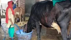 सलमा