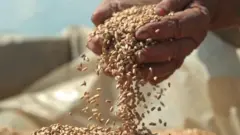 गेहूं