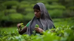 বিশেষজ্ঞরা বলছেন, চা শ্রমিকদের ধর্মীয় ও সামাজিক অবস্থানও তাদের মজুরী নির্ধারণে ভূমিকা রাখে।