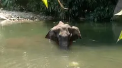 હાથણીની તસવીર