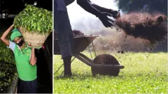 శ్రీలంక సేంద్రీయ వ్యవసాయం