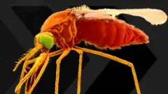 د ملاریا ناورغۍ سره د مبارزې د نړیوالې ورځې (اپریل ۲۵) په موخه د روغتیا نړیوال سازمان سږنی شعار" له ملاریا پرته نړۍ" غوره شوی دی.