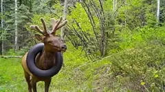 Jelen sa gumom oko vrata