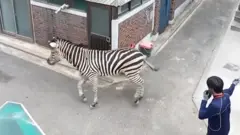 जेब्रा