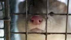 Un visón en una jaula