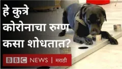 कुत्रा