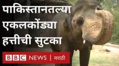 तब्बल 35 वर्षं साखळदंडात राहिलेल्या कावन हत्तीची सुटका करण्यात आली आहे.