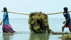 ब्लू रिवॉल्यूशन