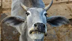 ఆవు