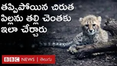 తల్లికి దూరమైన ఒక చిరుత పిల్ల.. మళ్లీ తన తల్లి దగ్గరికి ఎలా చేరిందంటే..