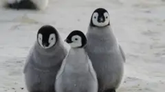 pingüinos