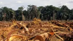 Desmatamento da Amazônia,como apostarfotocomo apostar2007