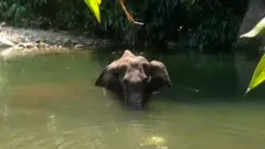 elephant died