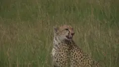 చిరుత
